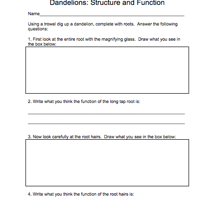 dandelions activity worksheet resource