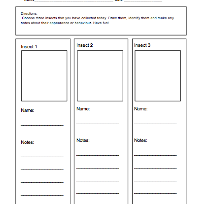 Insect hunt activity for students