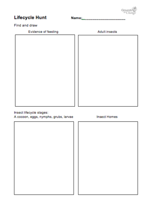 insect lifecycle hunt student activity resource