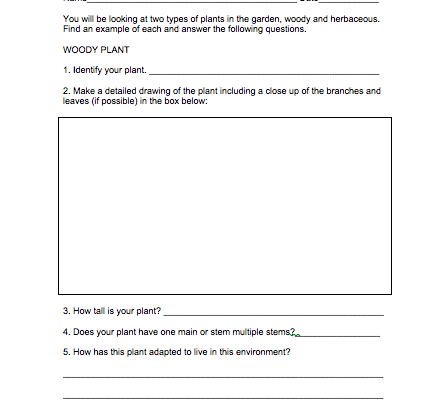 plant structure comparison student activity worksheet