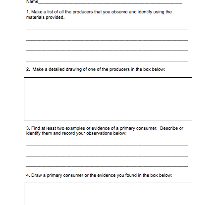 Producer consumer decomposer student activity worksheet