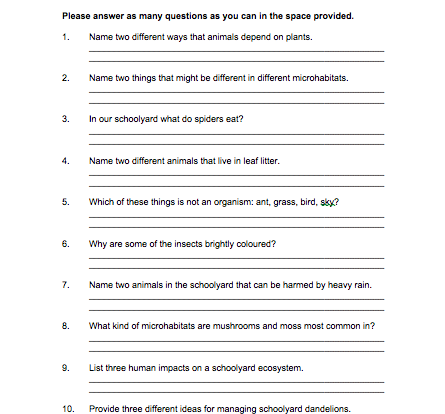 schoolyard ecosystem and concept test worksheet resource