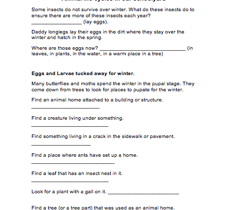schoolyard lifecycles winter student activity worksheet