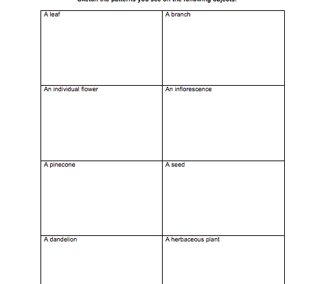 schoolyard patterns student activity resource