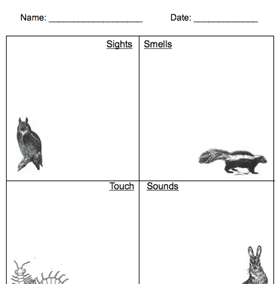 Sensory observation student worksheet resource