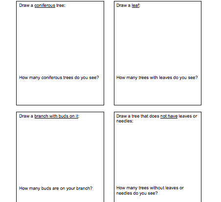 Spring tree hunt student activity resource worksheet