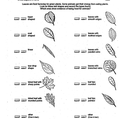 Tree food factory fun student learning resource