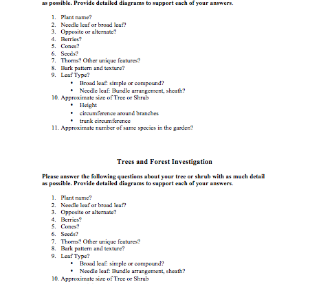 Trees and forest investigation fun learning activity