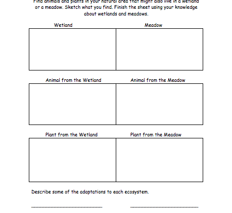 wetlands vs meadows comparison learning resource for students