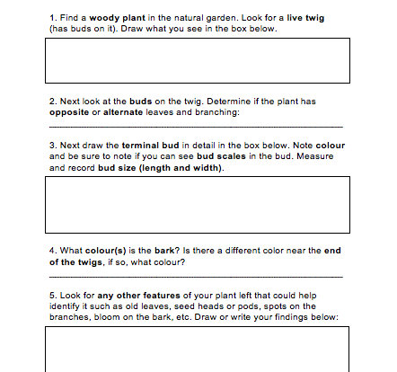 winter plant identification student learning worksheet