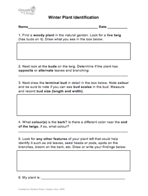 winter plant identification student learning worksheet